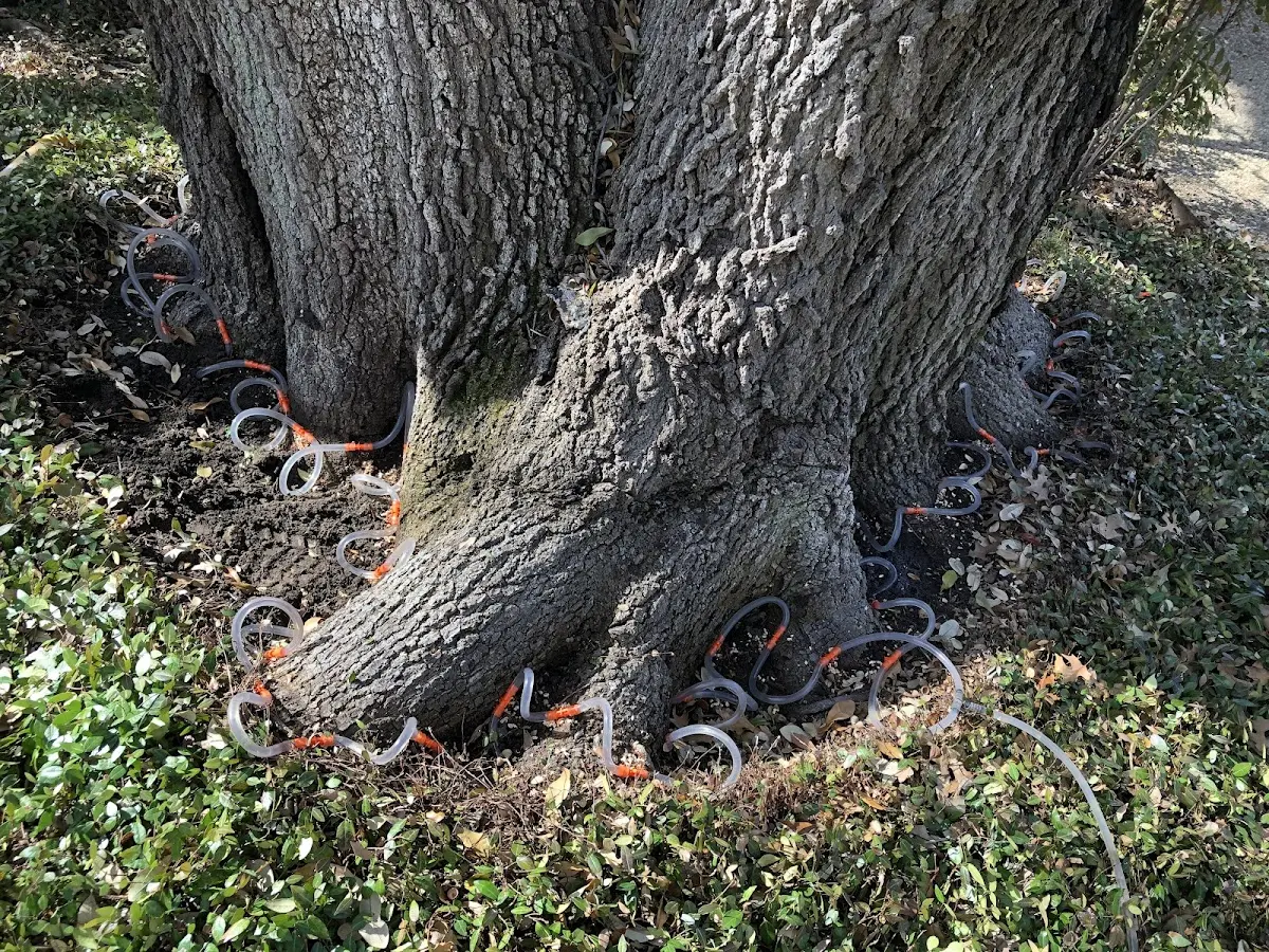 Detailed Tree Cabling and Bracing job site in Everson