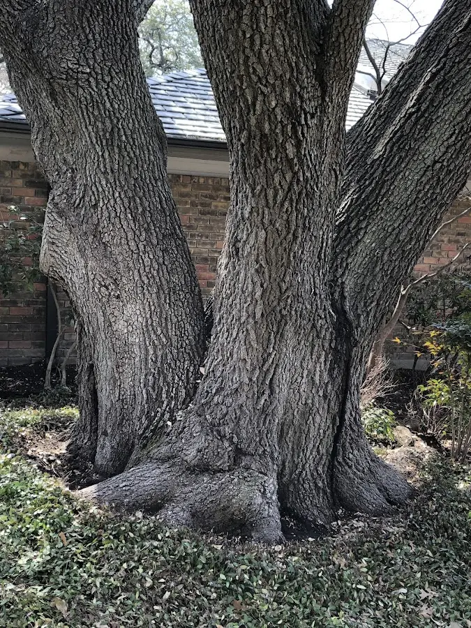 Mature heritage tree close to a Everson property cared for by certified arborists